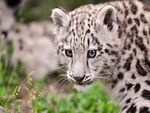 Snow Leopard Cub II