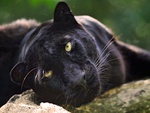 Black Leopardess