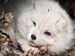 Polar Fox