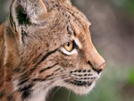 European Lynx