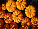 Halloween Pumpkins
