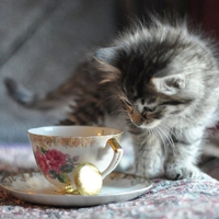 I want a cup of milk, please