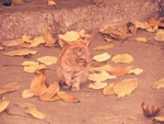 Autumn Cat :)