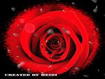 Red Rose with Dew