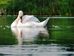 WHITE SWAN