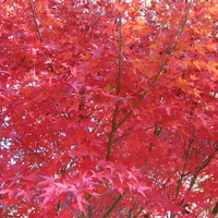 Japanese Maple