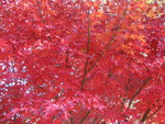 Japanese Maple
