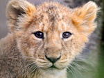 Sweet Lion Cub II