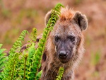 Hyena In Hiding