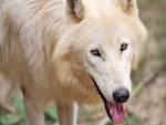 Arctic Wolf
