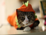 costume kitty