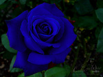Roses-blue