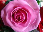 Pretty Pink Rose.