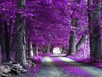 Purple-Forest