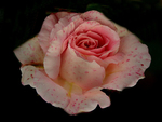 a speckled rose