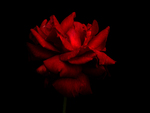 Dark Red Rose
