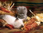 November Kittens