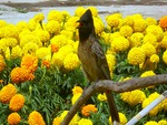 Spring and bird