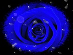 Blue Rose