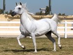 Beautiful White Horse