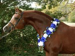Chestnut Arabian Horse