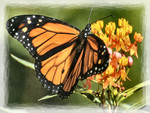 Shades of Orange - Butterfly 