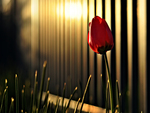 red tulip