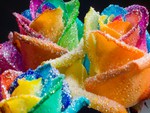 Happy_Roses_Rainbow_Glitter