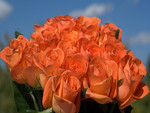 peach colored roses
