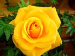 A yellow rose for my closest friends...