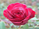 Lovely Red Rose