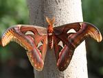Atlas Moth on Tree