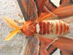 Atlas Moth Macro 
