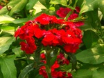 Red flowers