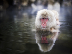 Japanese Macaque