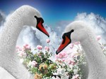 Swans