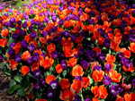 tulips red purple