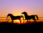 sunset horse