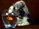 Cat and Gold Fish