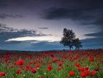 Poppies at Twilight