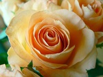 Apricot Rose Close Up