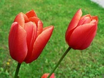 Red Tulips
