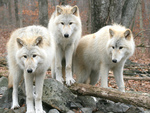 White wolves