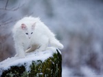White Cat