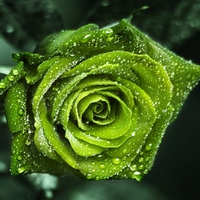 magical green rose