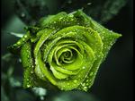 magical green rose