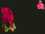 â ROSES & BUTTERFLY  ââ—•â€¿â—•â