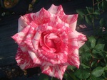 A Beautiful Rose for Carol {Applejackqueen}
