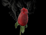 âSMOKED ROSE BUD  ââ—•â€¿â—•â