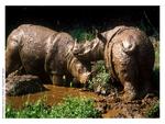 Sumatran-Rhinos-at-the-Ragunan-Zoo